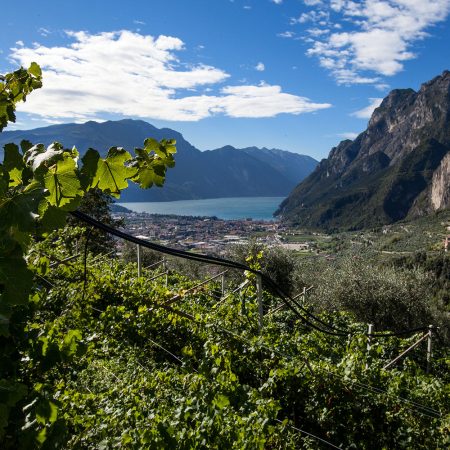 Vineyards and terroir