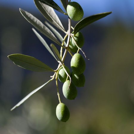 Olio